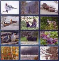 2025 Algonquin Park Calendar