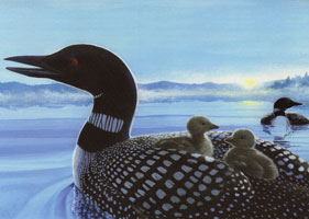 OUT OF STOCK/UNAVAILABLE  Dawn excursion, Loon card