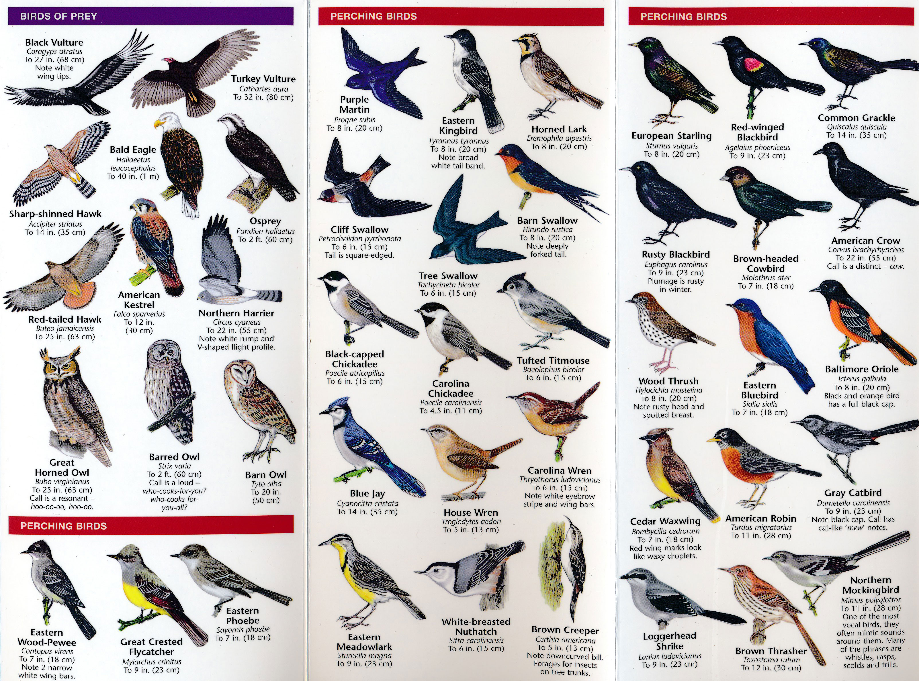 OUT OF STOCK/UNAVAILABLE Fold Out Guide, Eastern Backyard Birds