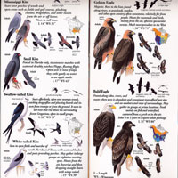 Folding Guide, Sibley's Raptors of Eastern North America