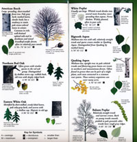 Fold Out Guide, Sibley's Common Trees of Eastern Canada