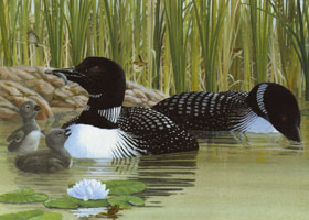 OUT OF STOCK/UNAVAILABLE  Morning outing, Loon card