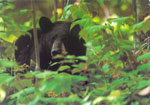 OUT OF STOCK/UNAVAILABLE  #17. Shy Denizen
