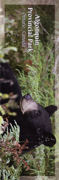 Bookmark - Black Bear