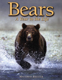 Out of Stock/Unavailable Bears, A Year in the Life