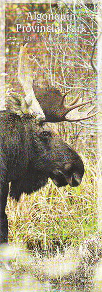 Bookmark - Bull Moose