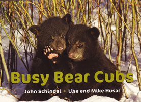 OUT OF STOCK/UNAVAILABLE Busy Bear Cubs