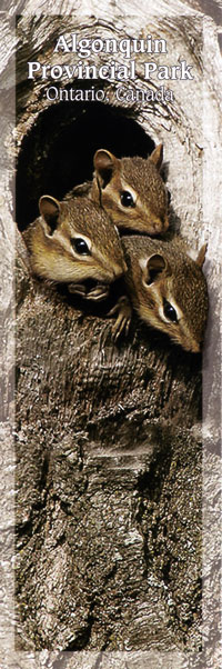 OUT OF STOCK/UNAVAILABLE Bookmark - Eastern Chipmunk