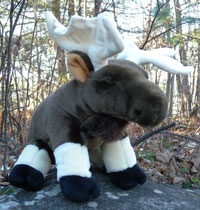OUT OF STOCK/UNAVAILABLE Cuddlekins Moose Stuffie