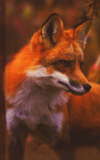 OUT OF STOCK/UNAVAILABLE Red Fox Lined Journal