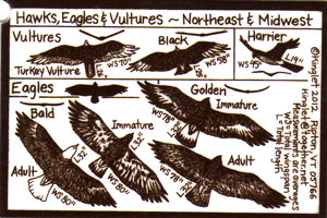 OUT OF STOCK/UNAVAILABLE Hawks, Eagles and Vultures of the Northeast and Midwest