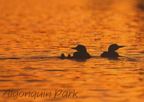 OUT OF STOCK/UNAVAILABLE  #16. Family Of Common Loons