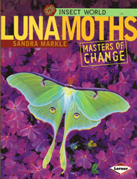 OUT OF STOCK/UNAVAILABLE Insect World Luna Moths