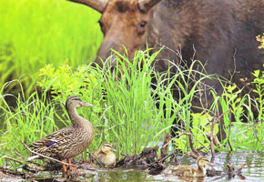 #72.  Algonquin Park, Moose with ducklings