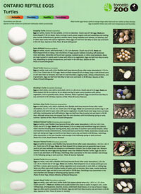 Ontario Reptile Eggs Identifier Cards
