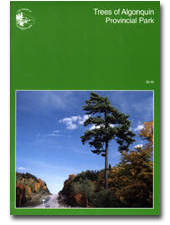 Trees in Algonquin Provincial Park