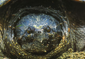 #50. Snapping Turtle