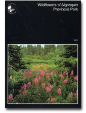 Wildflowers of Algonquin Provincial Park