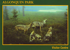 #7. Visitor Centre - Spruce Bog Diorama