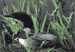 #31. Common Loon