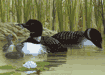 Morning outing, Loon card