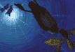 Northern diver