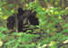 #17. Shy Denizen