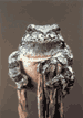 #19. Eastern Gray Treefrog