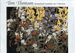 Tom Thomson Boxed Notecard Set