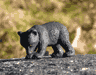 Bear Cub Figurine