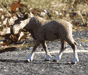 Cow Moose Figurine
