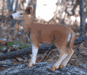 White-tailed Doe Deer Figure