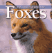 Exploring the World of Foxes