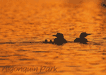 #16. Family Of Common Loons