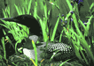#31. Common Loon