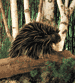 Porcupine Hand Puppet