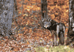 #61. Eastern Wolf