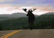 #64. A Moose With A View