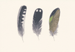 Waterbird Feathers Boxed Note Cards