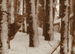 White-tailed Deer Holiday Card Pack